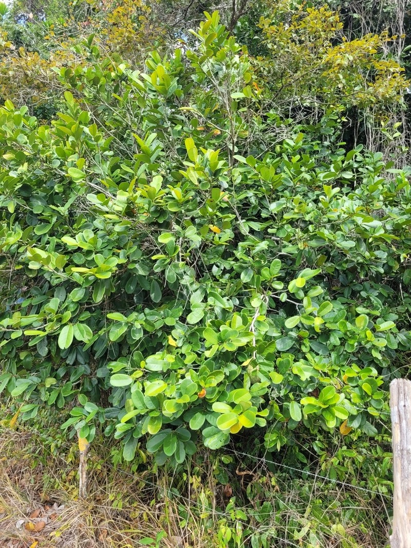 Annona salzmannii photo 2