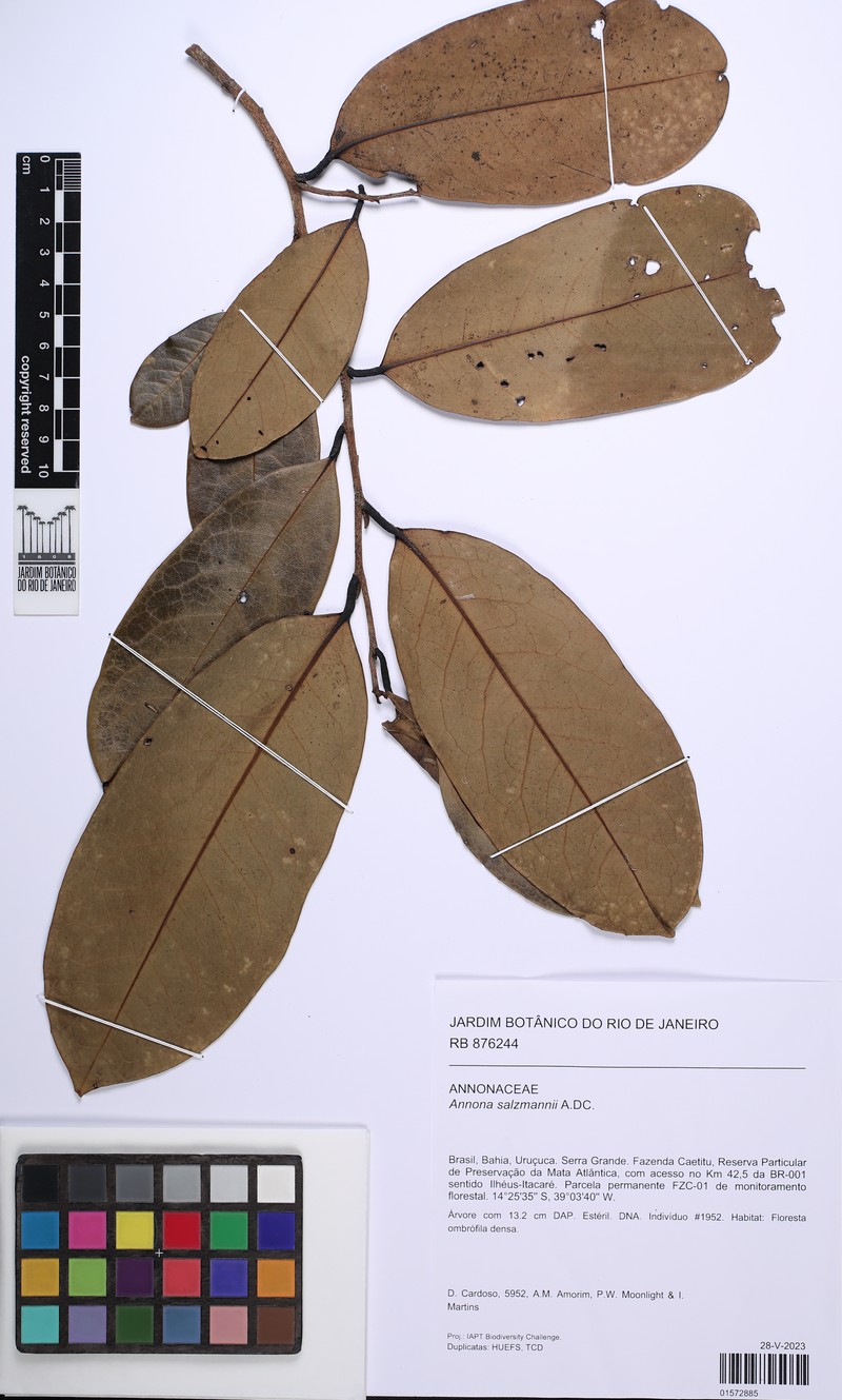 Annona salzmannii photo 3
