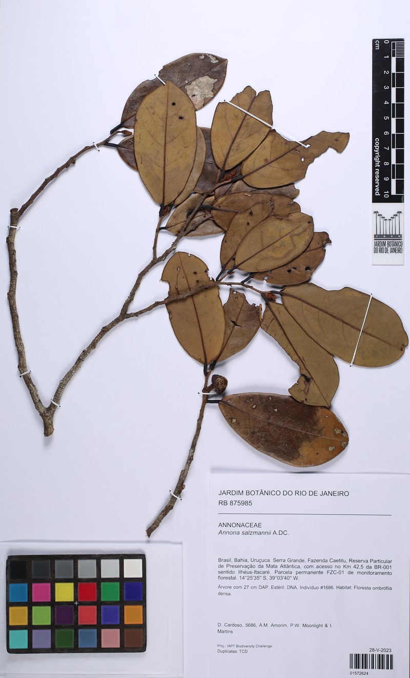 Annona salzmannii photo 4