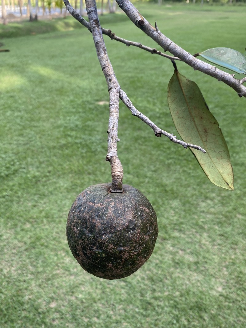 Annona salzmannii photo 6