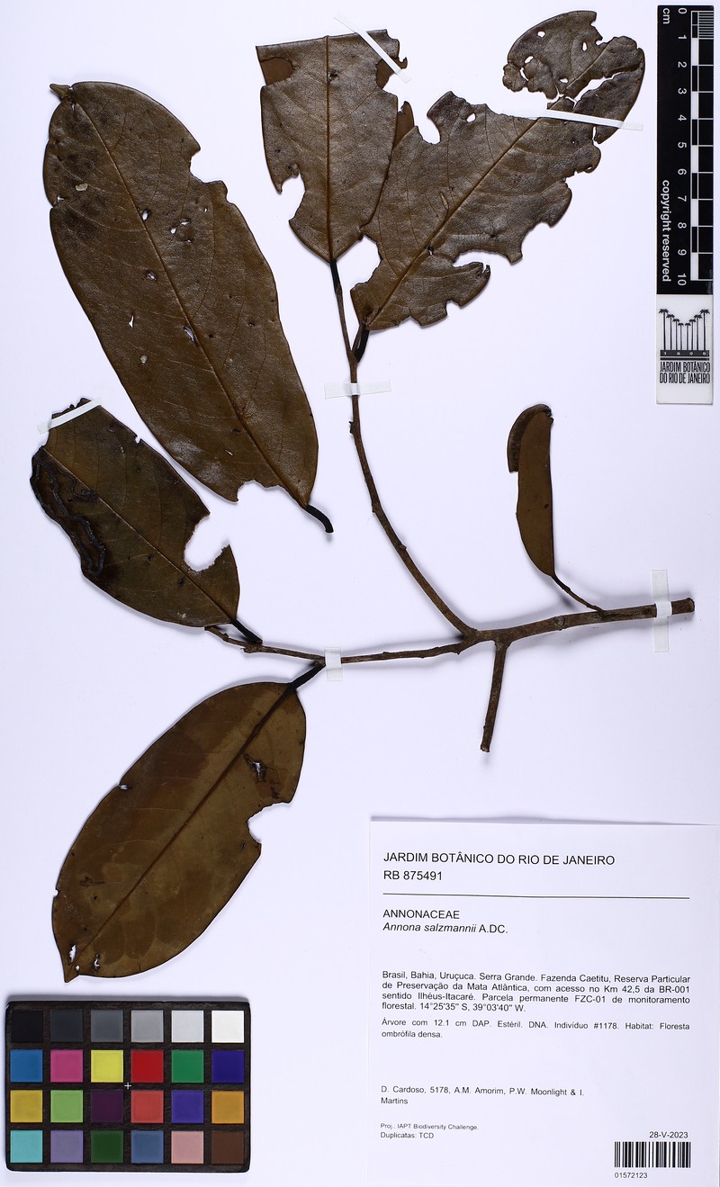 Annona salzmannii photo 7