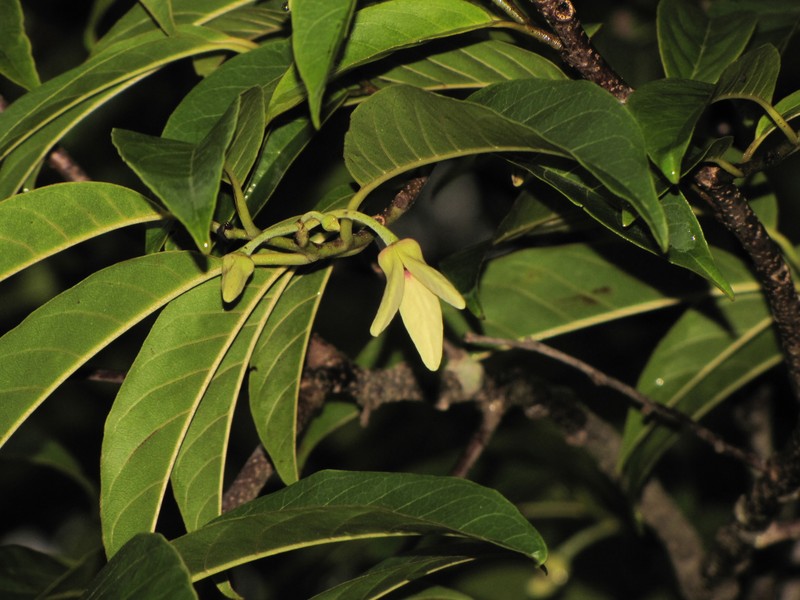 Annona scleroderma photo 4