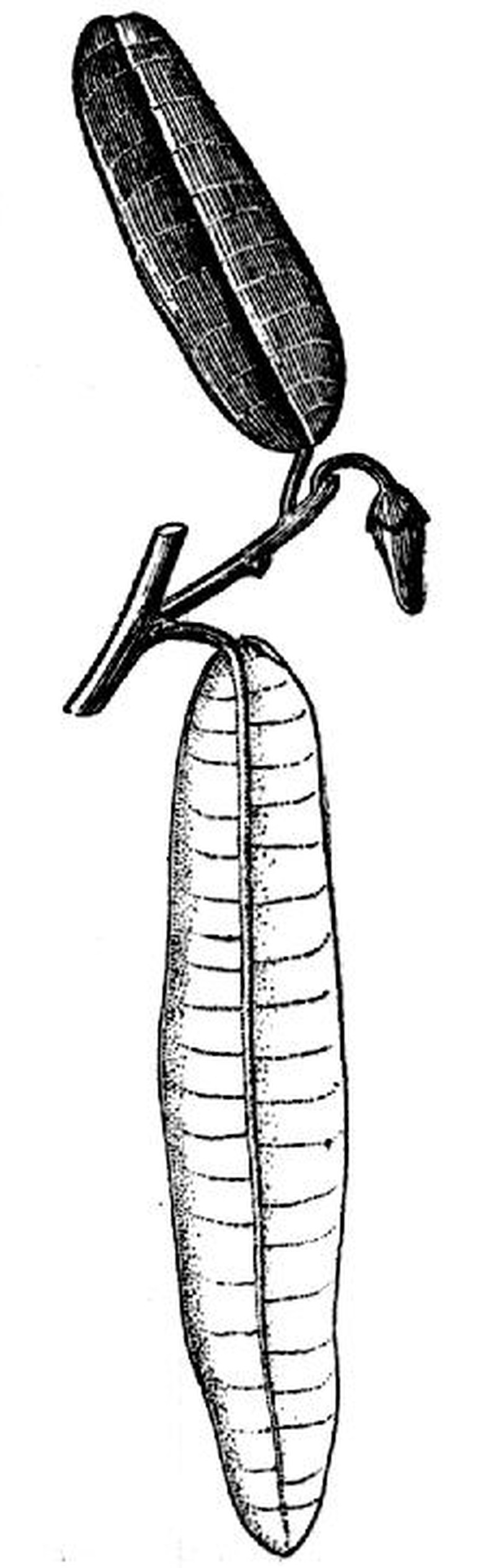 Annona sclerophylla