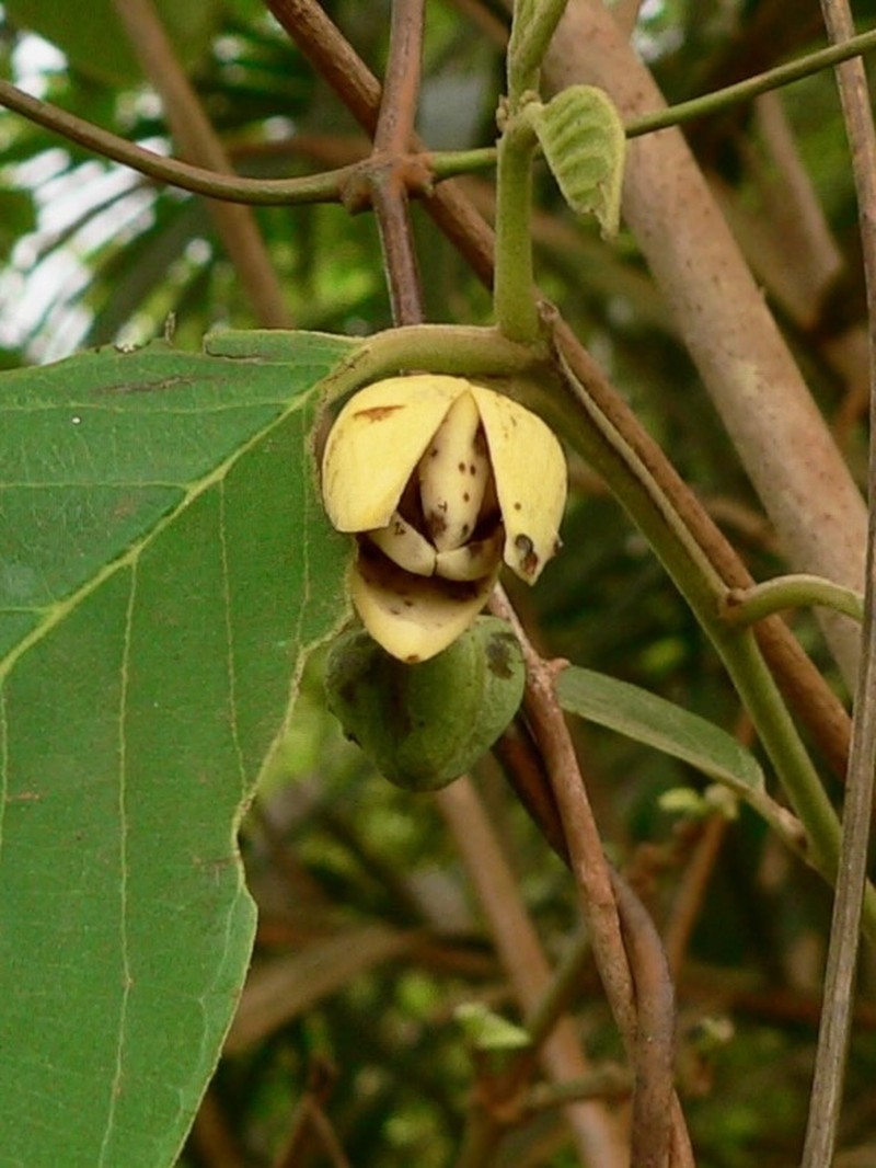 Wild Custard-Apple photo 2