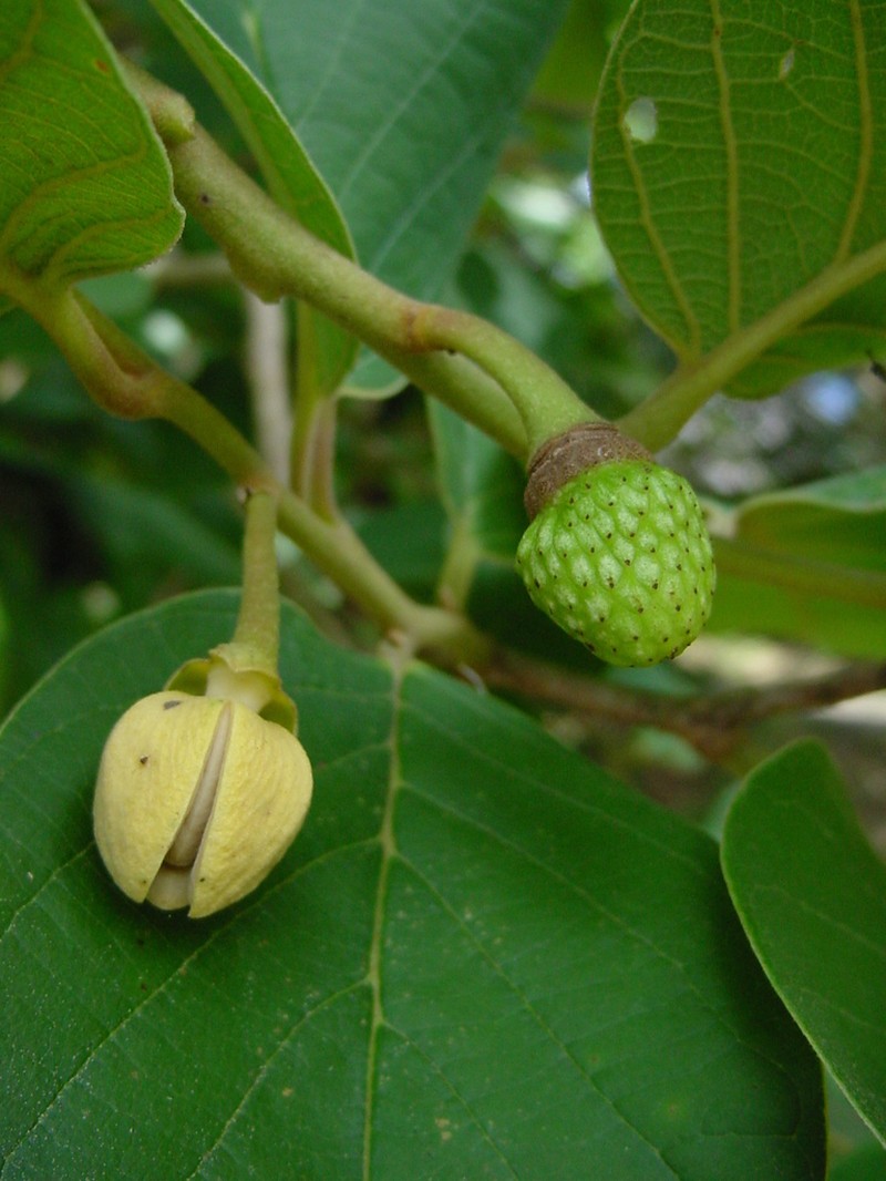 Wild Custard-Apple photo 3