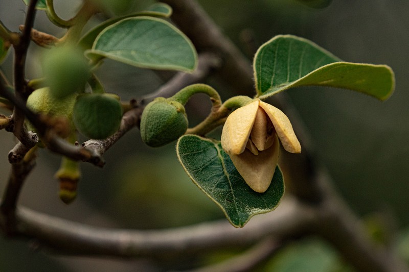 Wild Custard-Apple photo 4