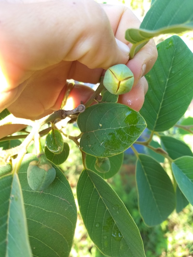 Wild Custard-Apple photo 5