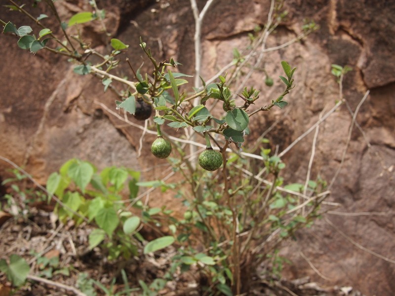 Wild Custard-Apple photo 6