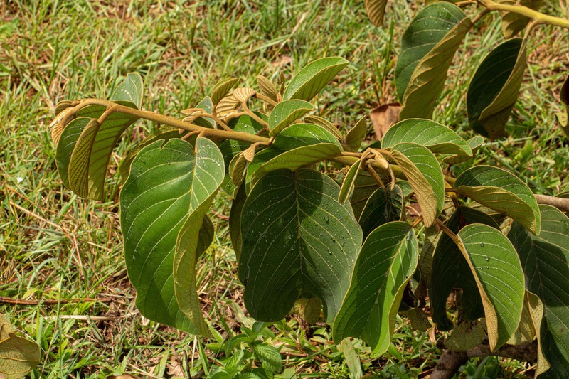 Wild Custard-Apple photo 7