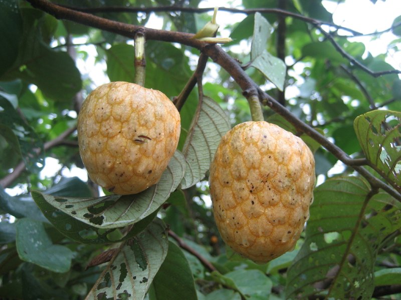 Wild Custard-Apple
