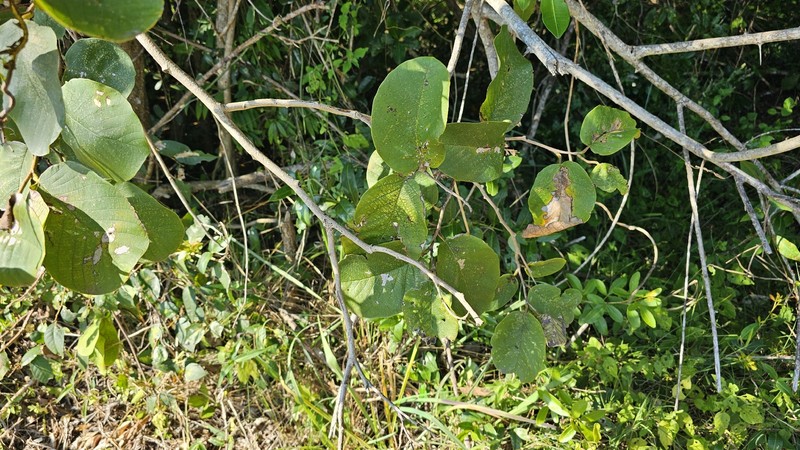 Annona senegalensis subsp. senegalensis