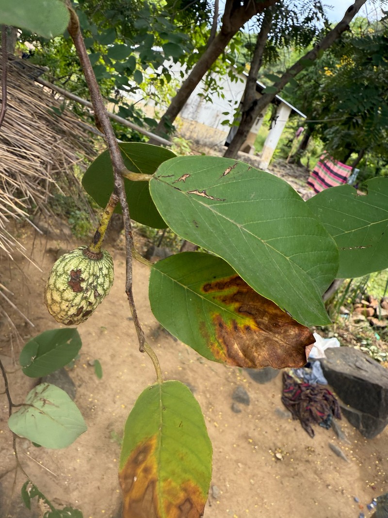 Annona senegalensis subsp. senegalensis photo 2