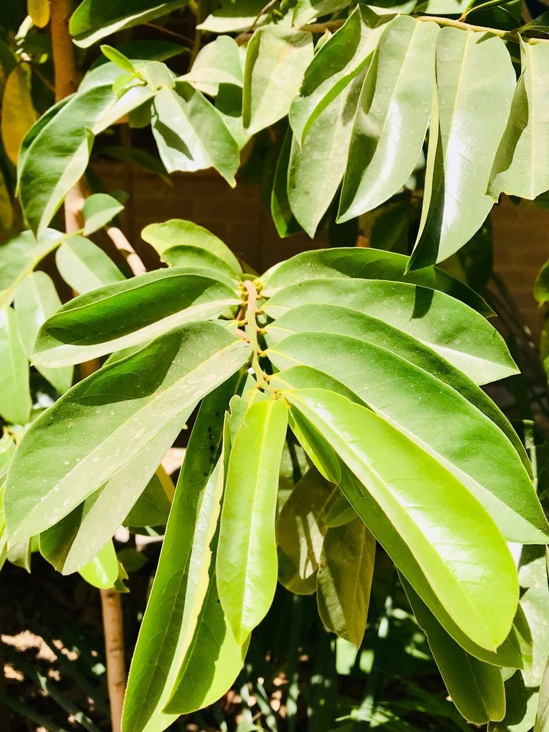 Annona senegalensis subsp. senegalensis photo 3
