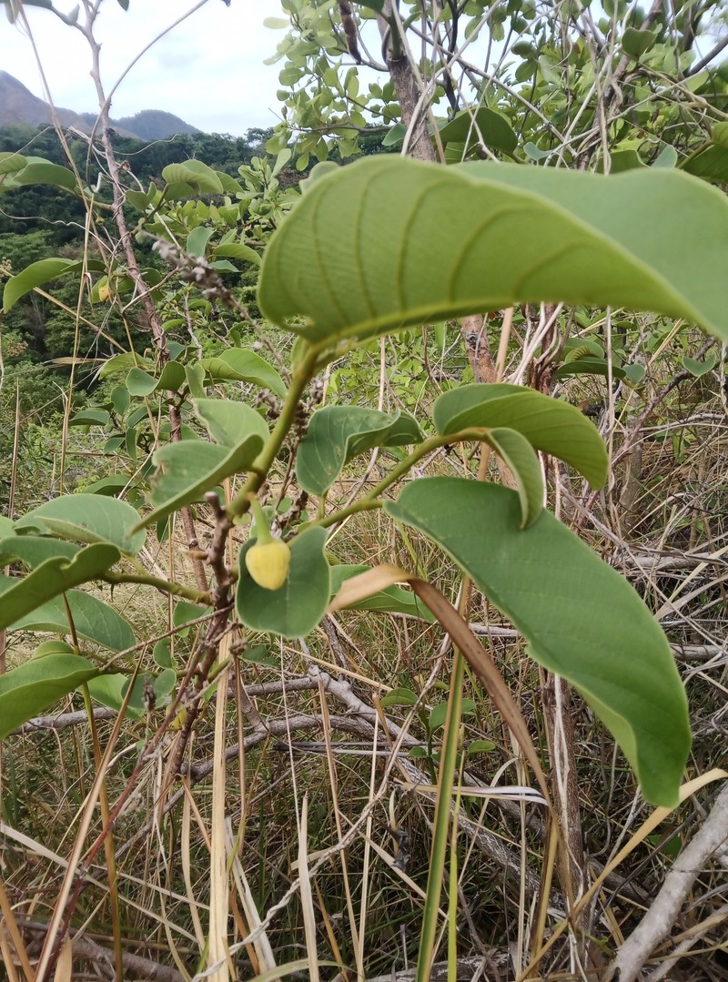 Annona senegalensis subsp. senegalensis photo 4
