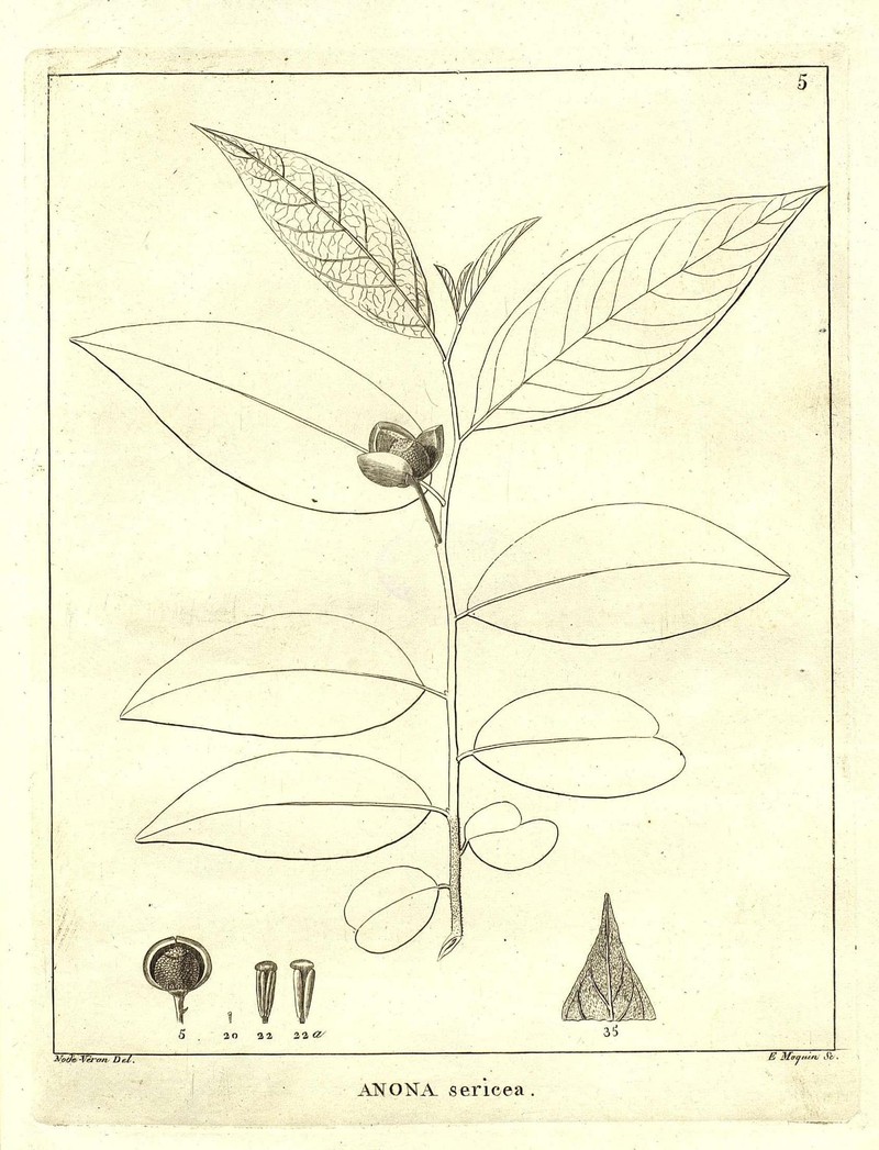 Annona sericea