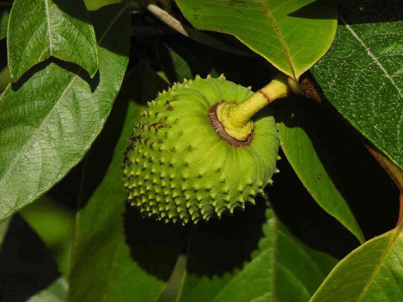 Annona sericea photo 2
