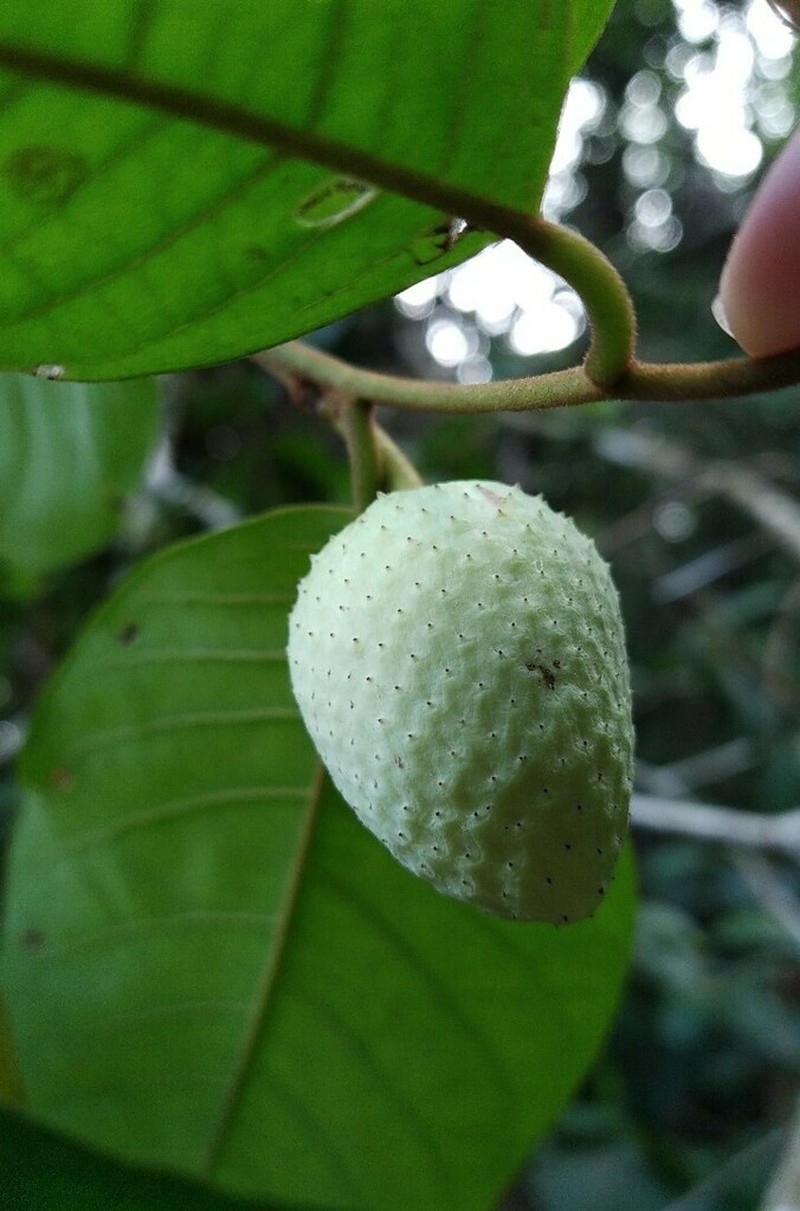 Annona sericea photo 3