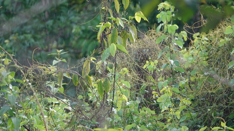 Annona sericea photo 4