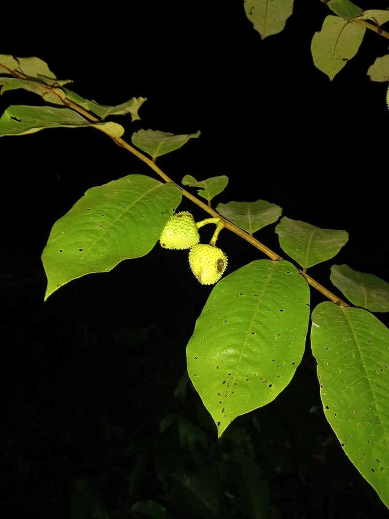 Annona sericea photo 5