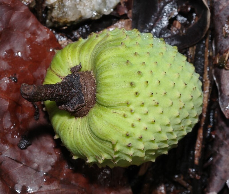 Annona sericea photo 6