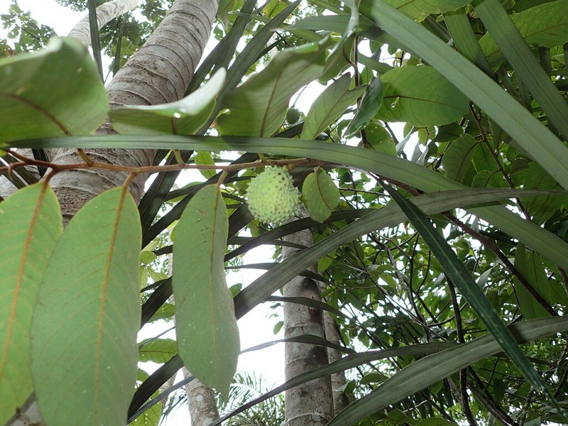 Annona sericea photo 7