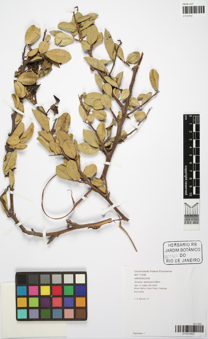 Annona spinescens