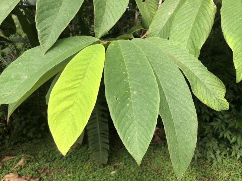 Annona spraguei