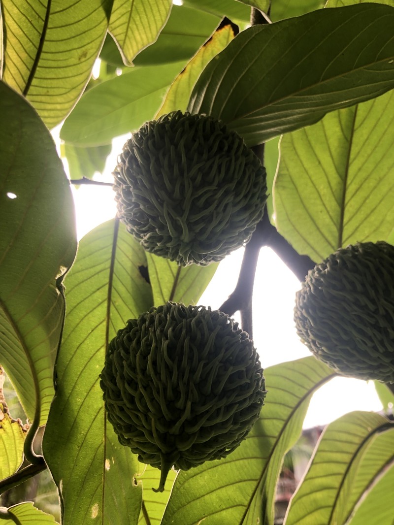 Annona spraguei photo 2