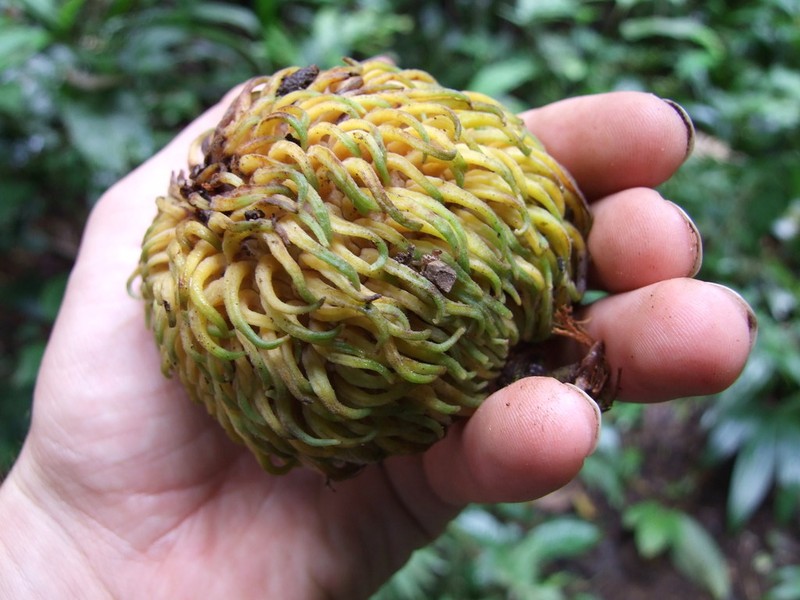 Annona spraguei photo 4