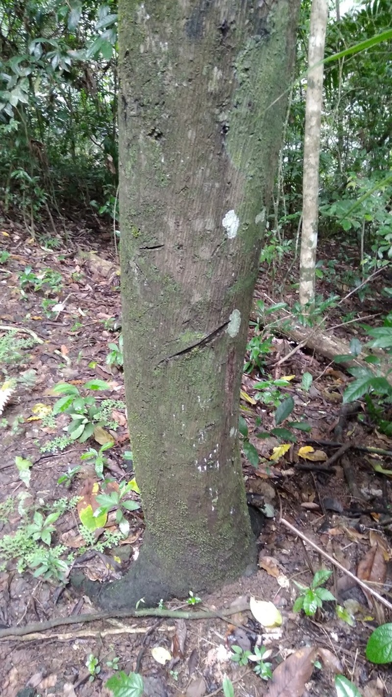 Annona spraguei photo 5