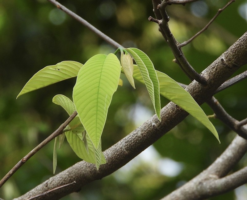 Annona spraguei photo 6