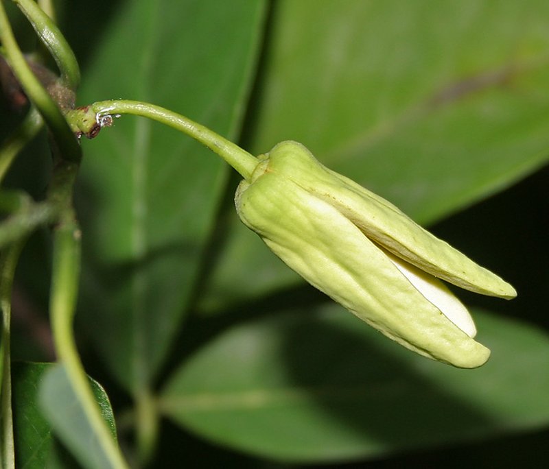 Sugar Apple photo 2