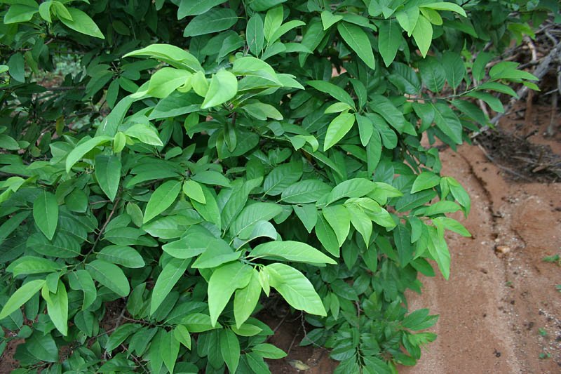 Sugar Apple photo 3