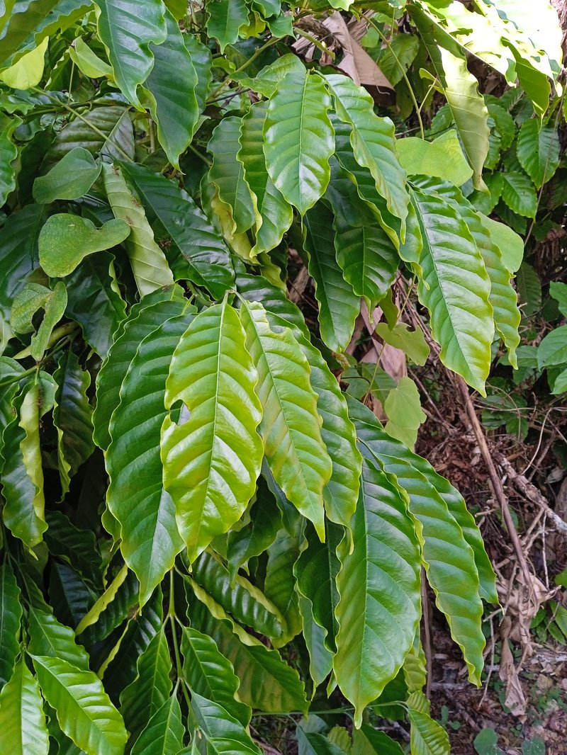 Sugar Apple photo 4