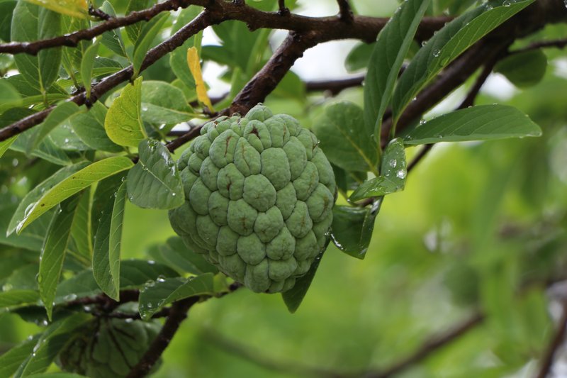Sugar Apple photo 5