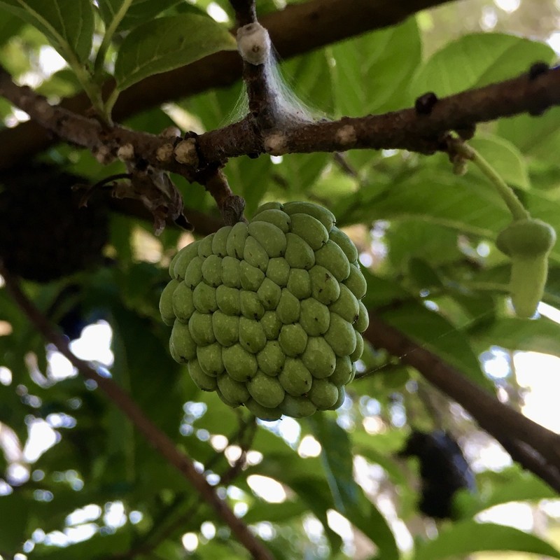Sugar Apple photo 7