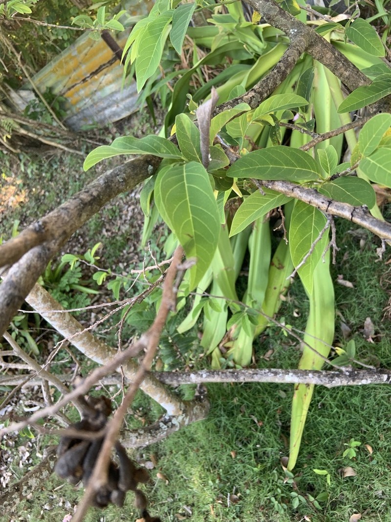 Sugar Apple photo 8