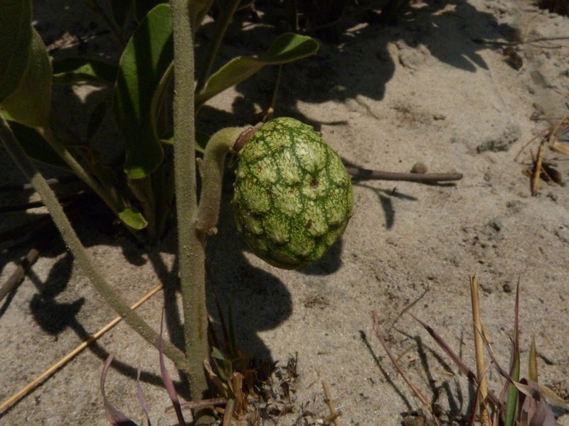 Annona stenophylla