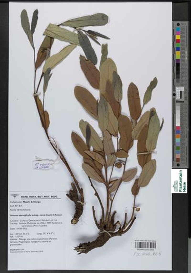 Annona stenophylla photo 2