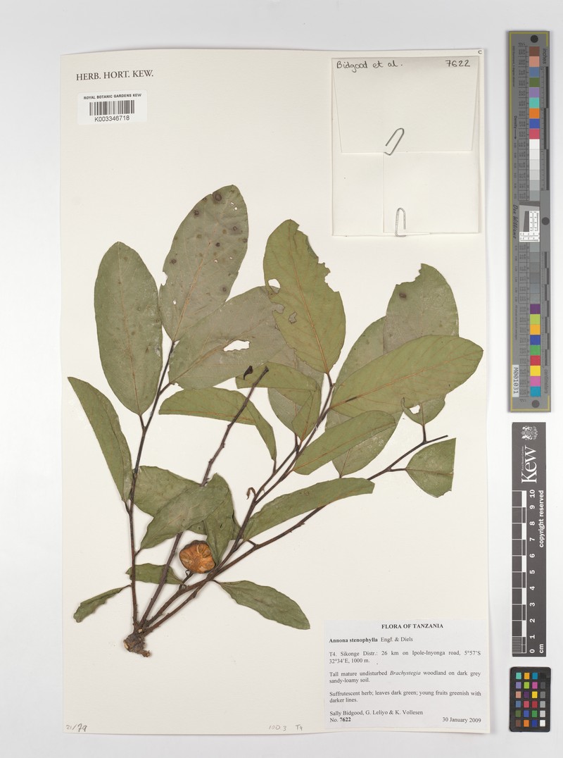 Annona stenophylla subsp. stenophylla photo 2