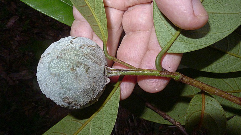 Annona sylvatica
