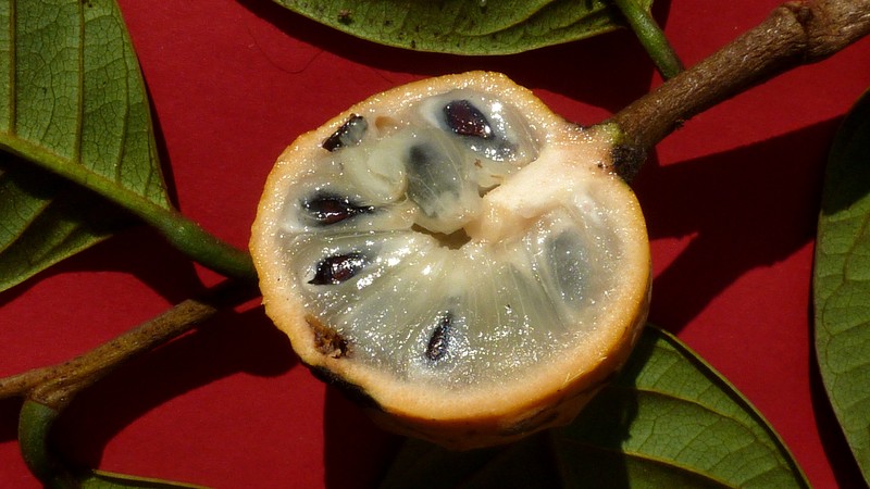 Annona sylvatica photo 2