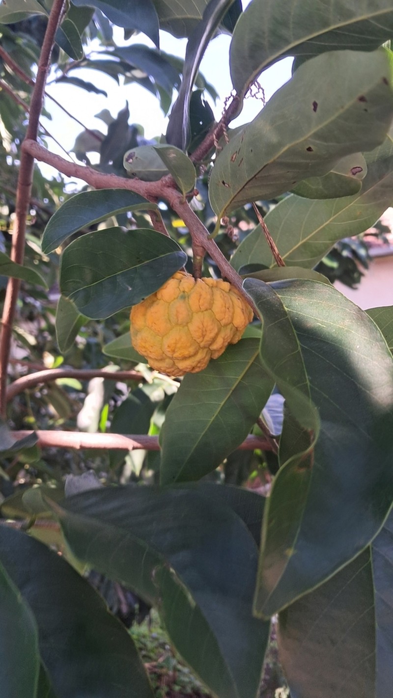 Annona sylvatica photo 4