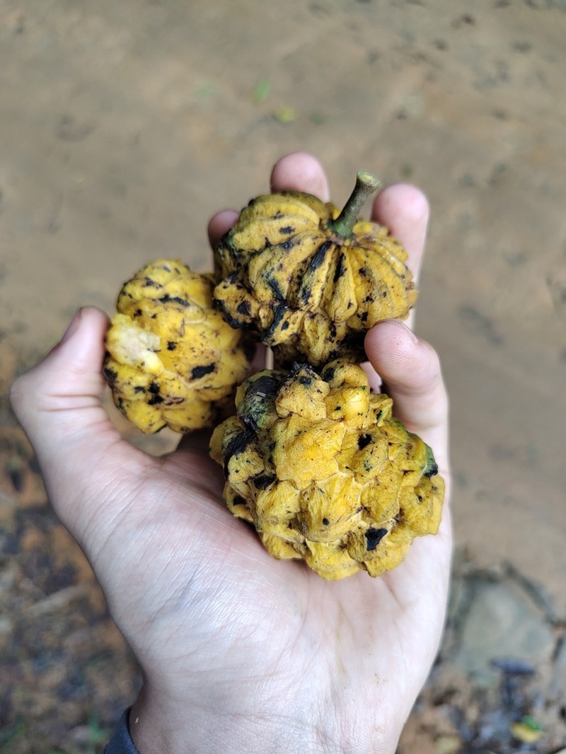 Annona sylvatica photo 5
