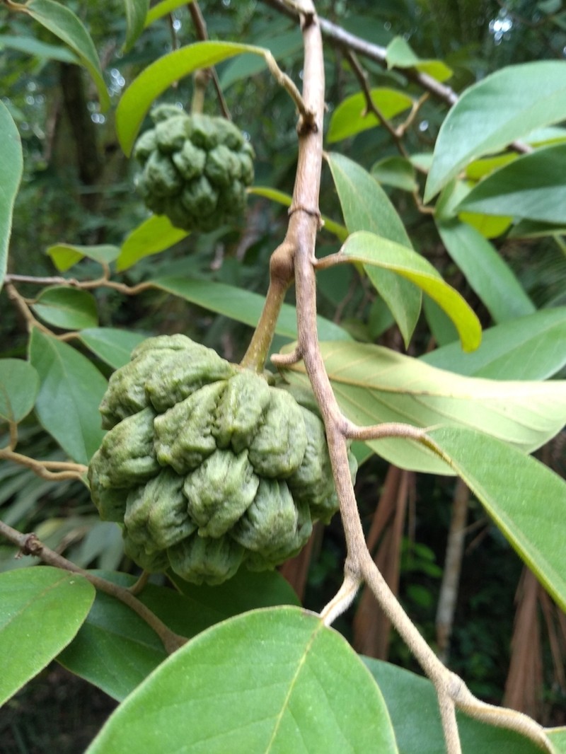 Annona sylvatica photo 6