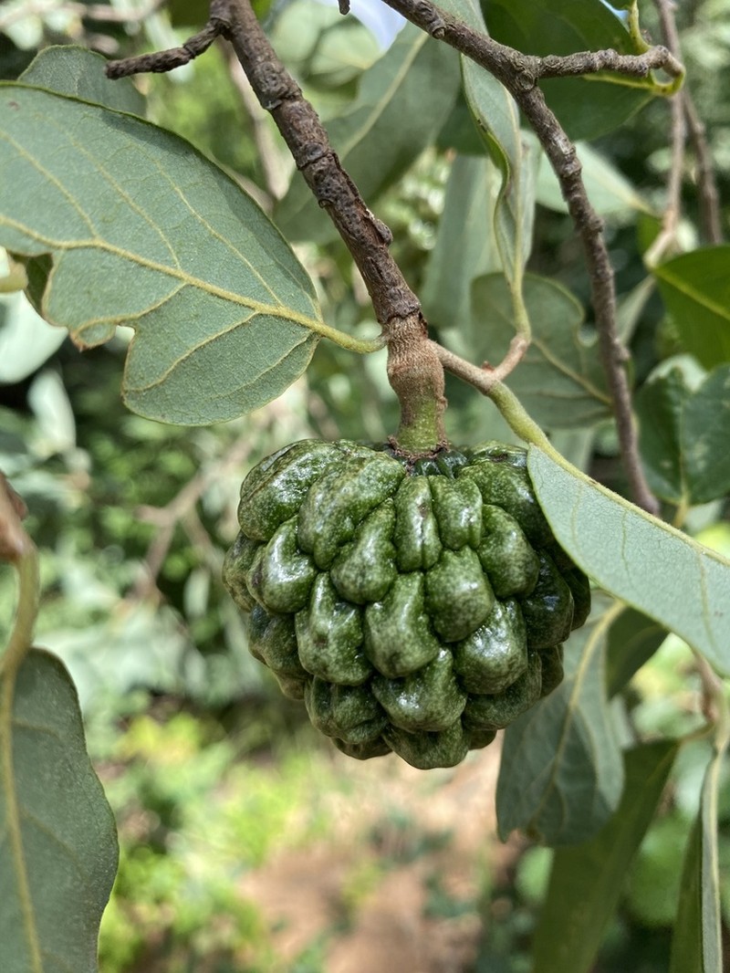 Annona sylvatica photo 7