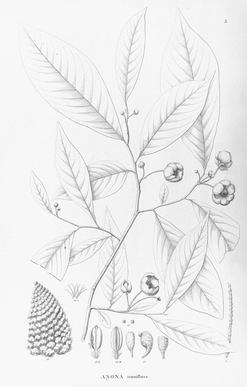 Annona tenuiflora
