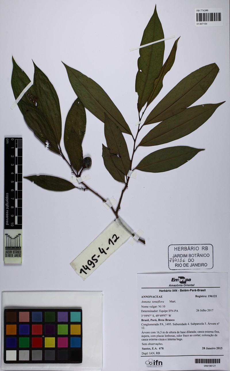 Annona tenuiflora photo 2