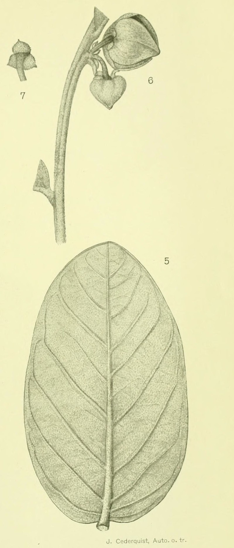 Annona tomentosa