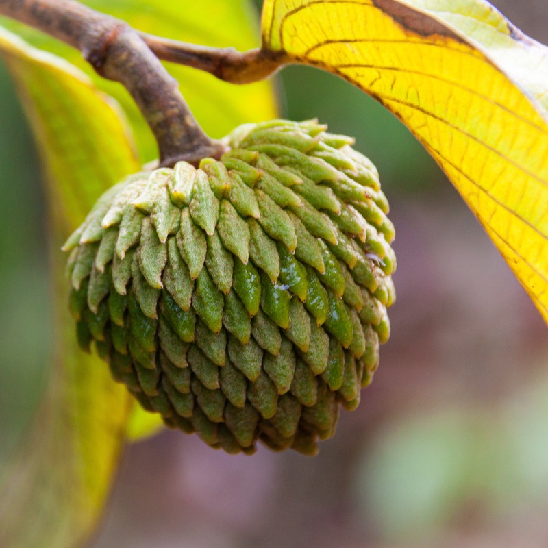 Annona tomentosa photo 2